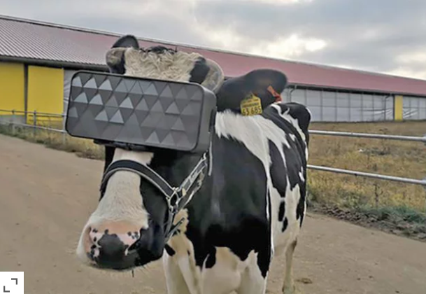 A white cow standing on top of a dirt road

Description automatically generated